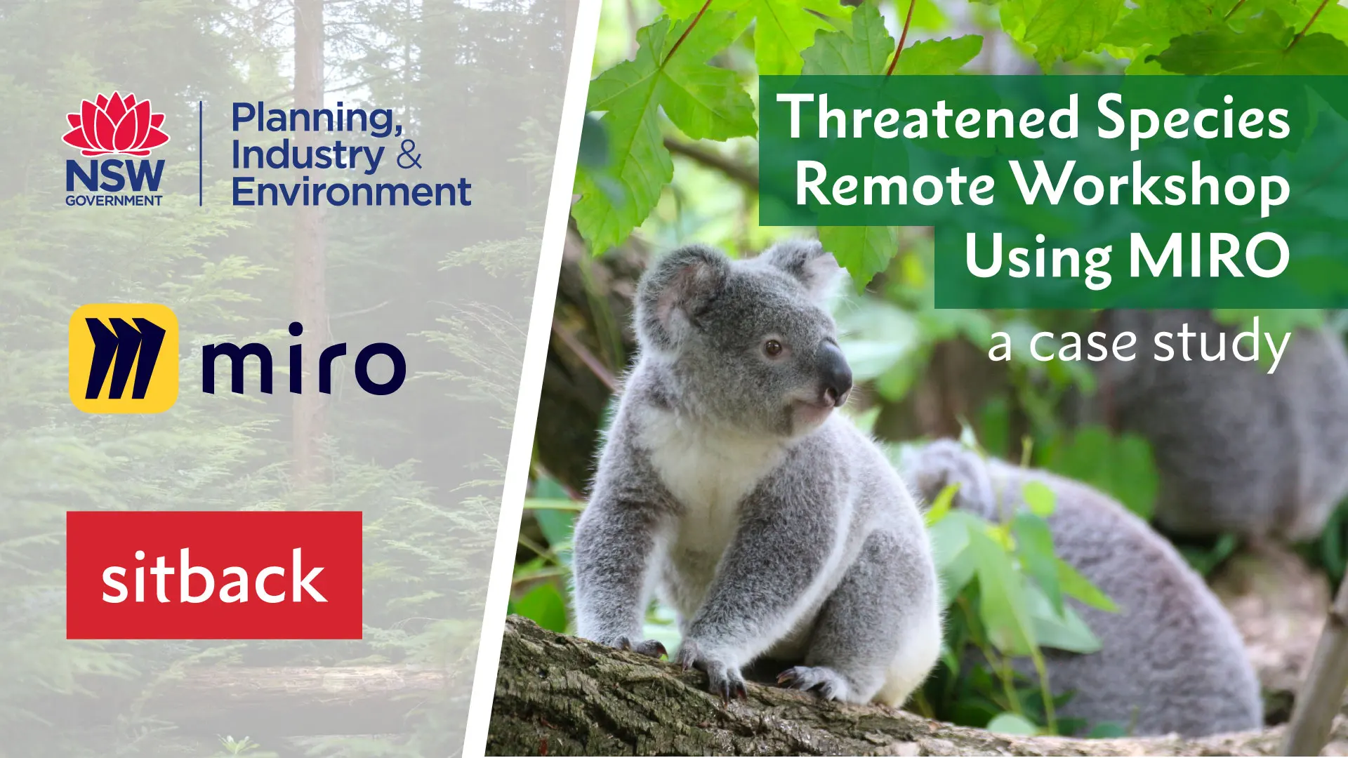 DPIE Threatened Species Remote Workshop with Miro - a case study